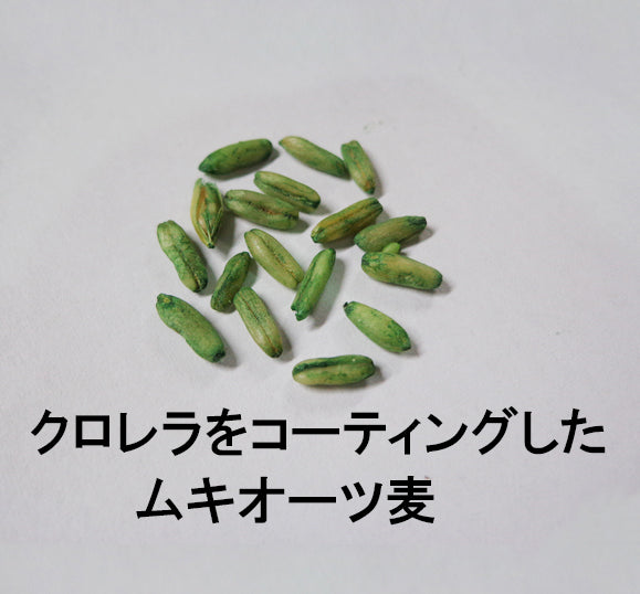 黒瀬ペットフード マイフレンド 皮むき セキセイインコ 700g×24袋