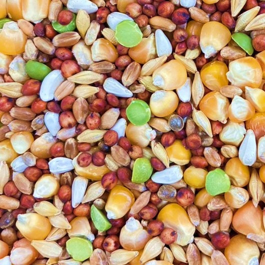 黒瀬ペットフード マイフレンド ハトのごはん 1kg×24袋