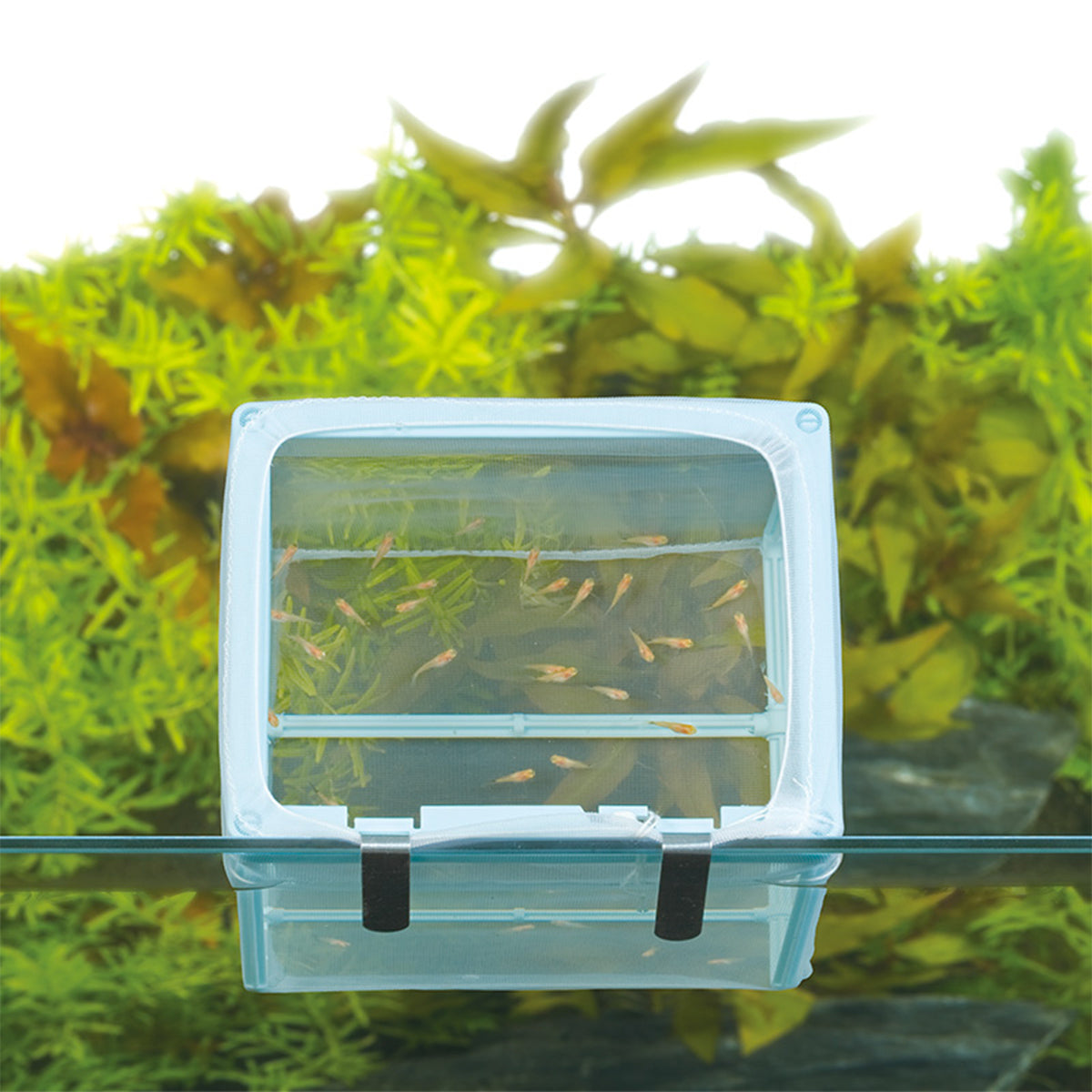 スドー 新・産卵飼育ネット L×24袋