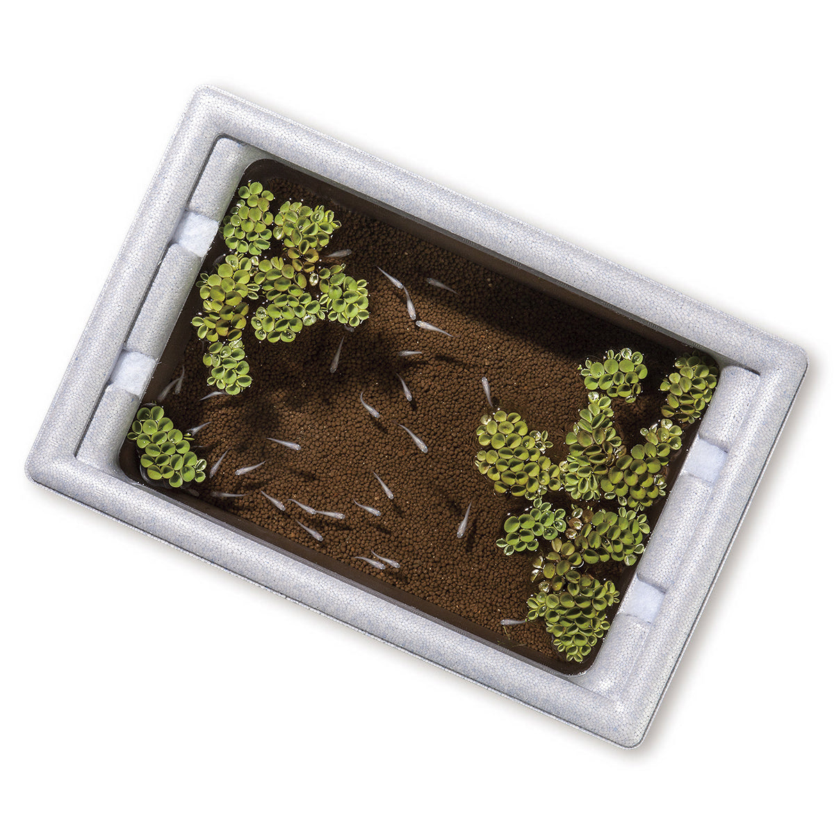 スドー メダカの発泡鉢×12鉢