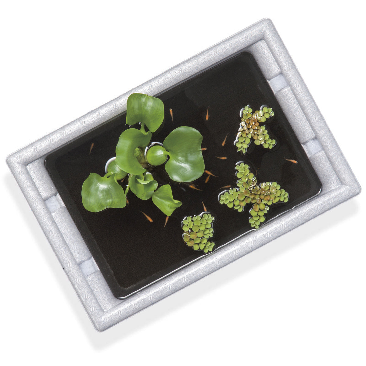 スドー メダカの発泡鉢(大)×12鉢