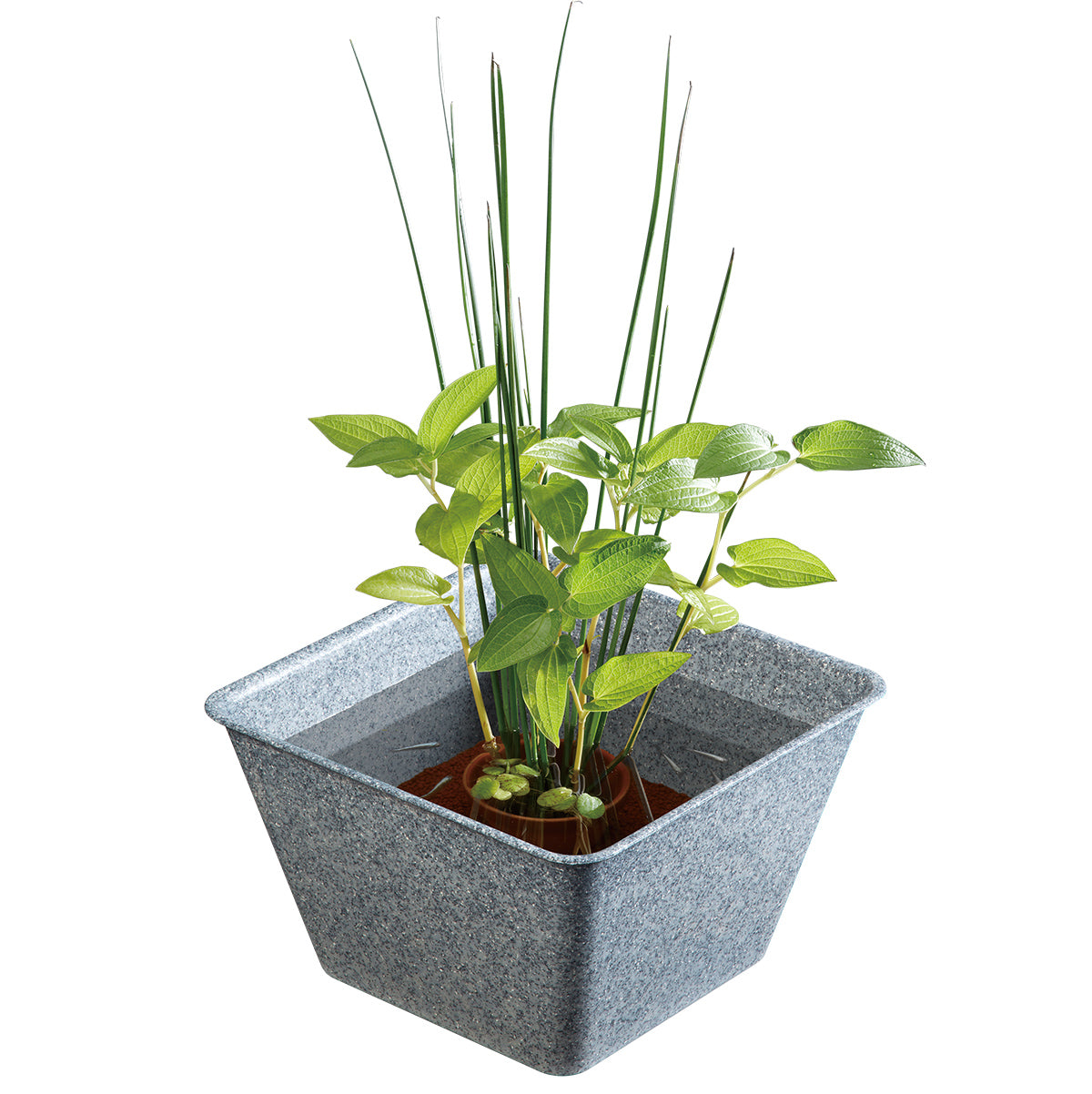 スドー メダカの角小鉢 みかげ×12鉢