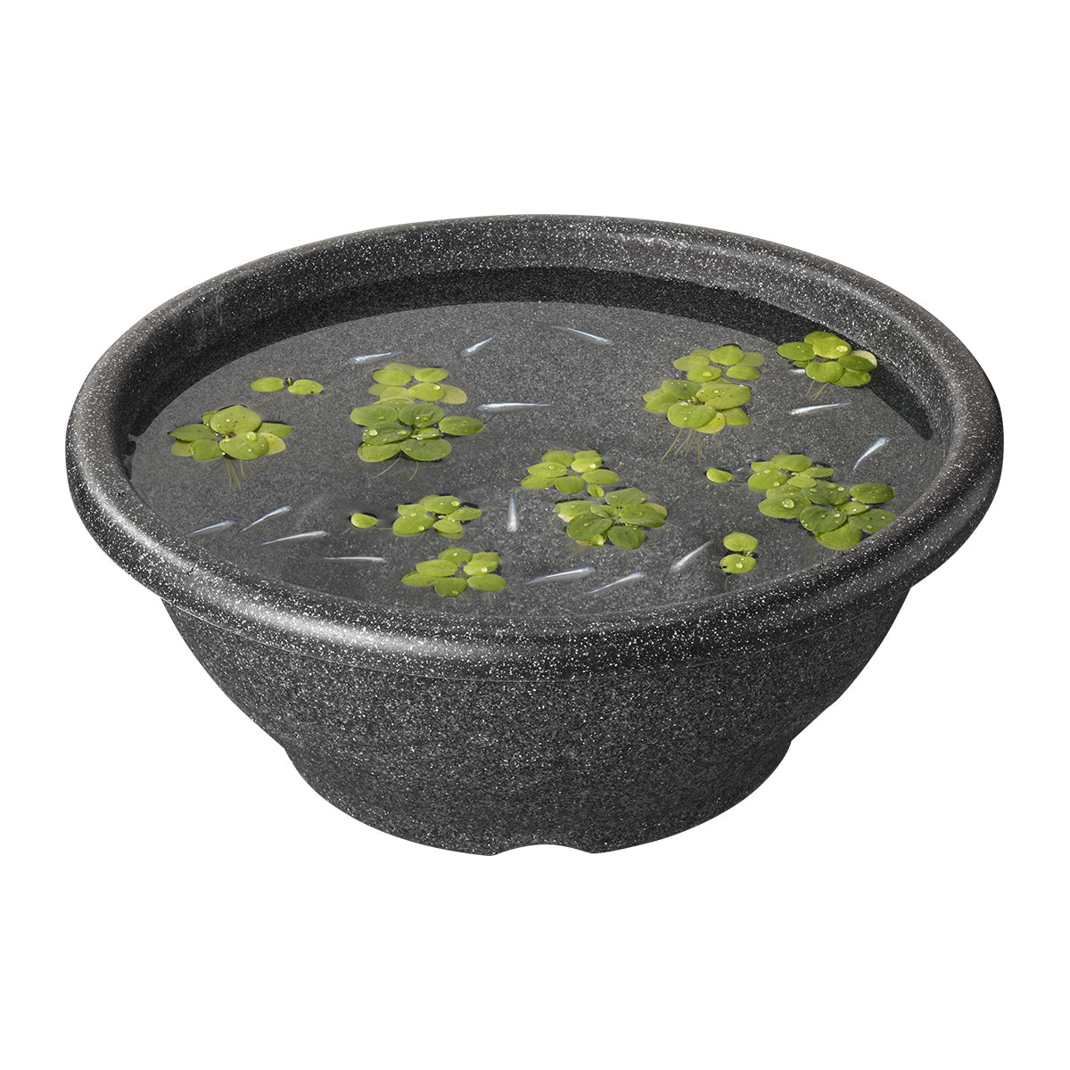 スドー メダカ鉢 ラメ 15号×10鉢