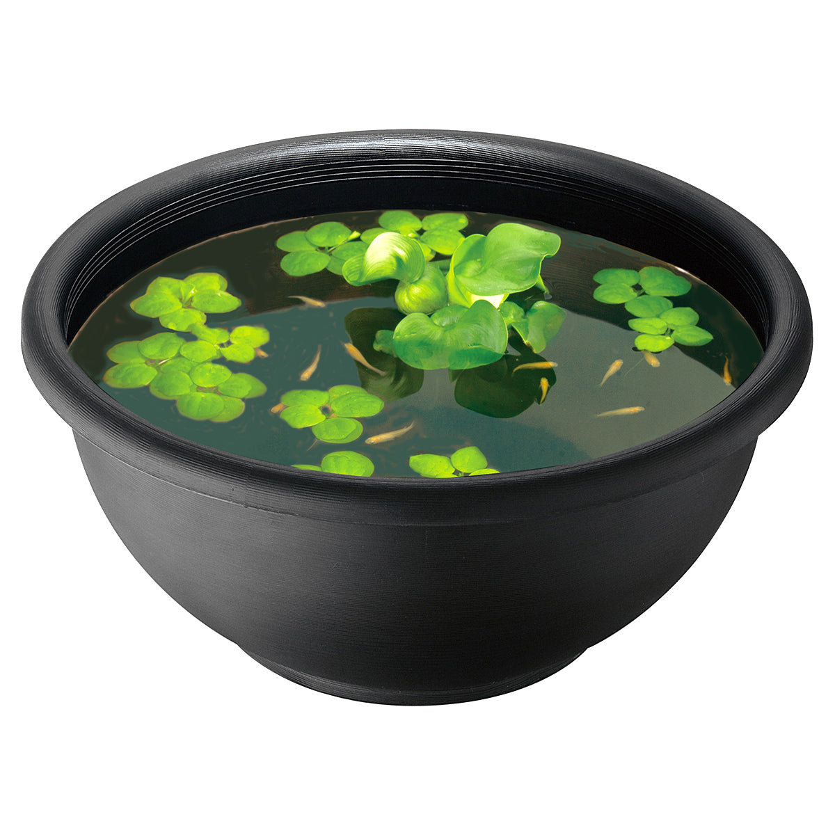 スドー メダカの丸鉢 あいすみ×12鉢