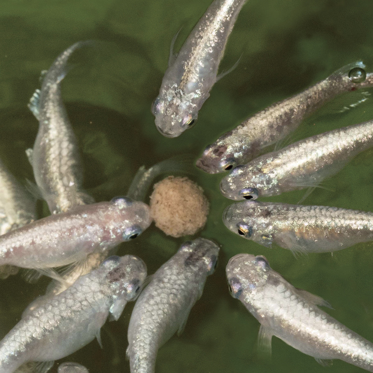 スドー メダカの大粒餌 10g×36袋