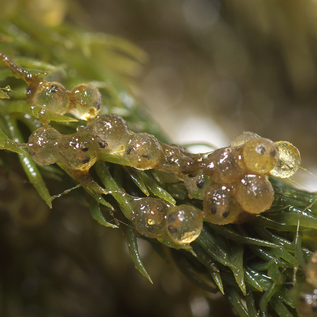 スドー メダカの浮く産卵藻(大)×24袋