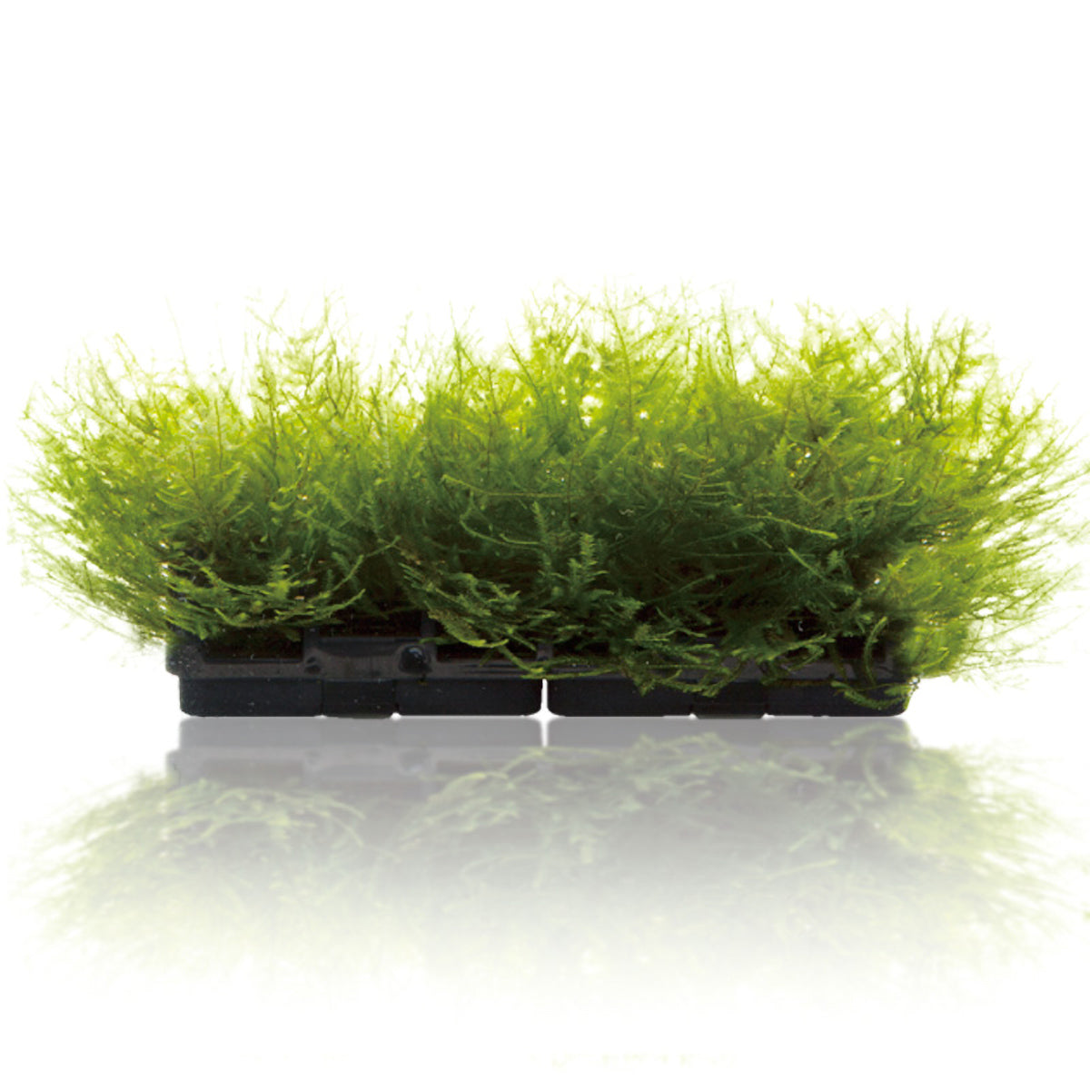 スドー モスベース M×24個