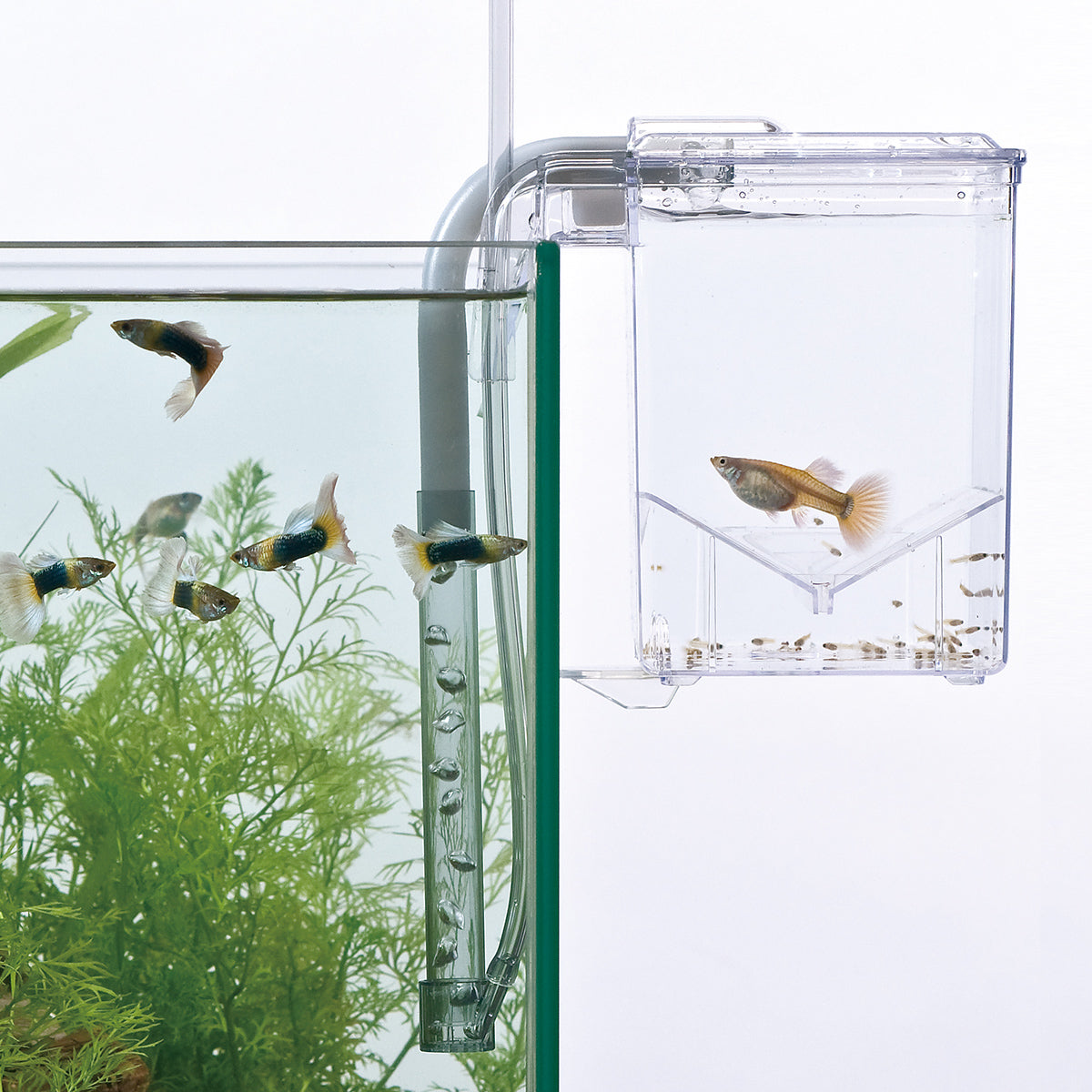 スドー サテライト×12箱