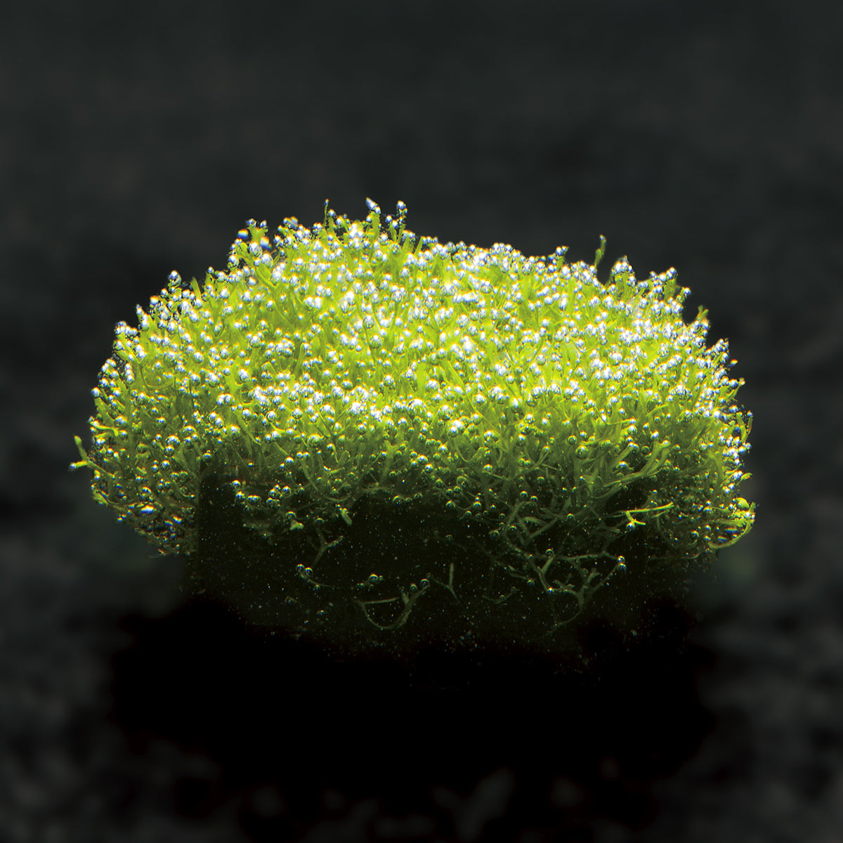 スドー リシアベース S×12個