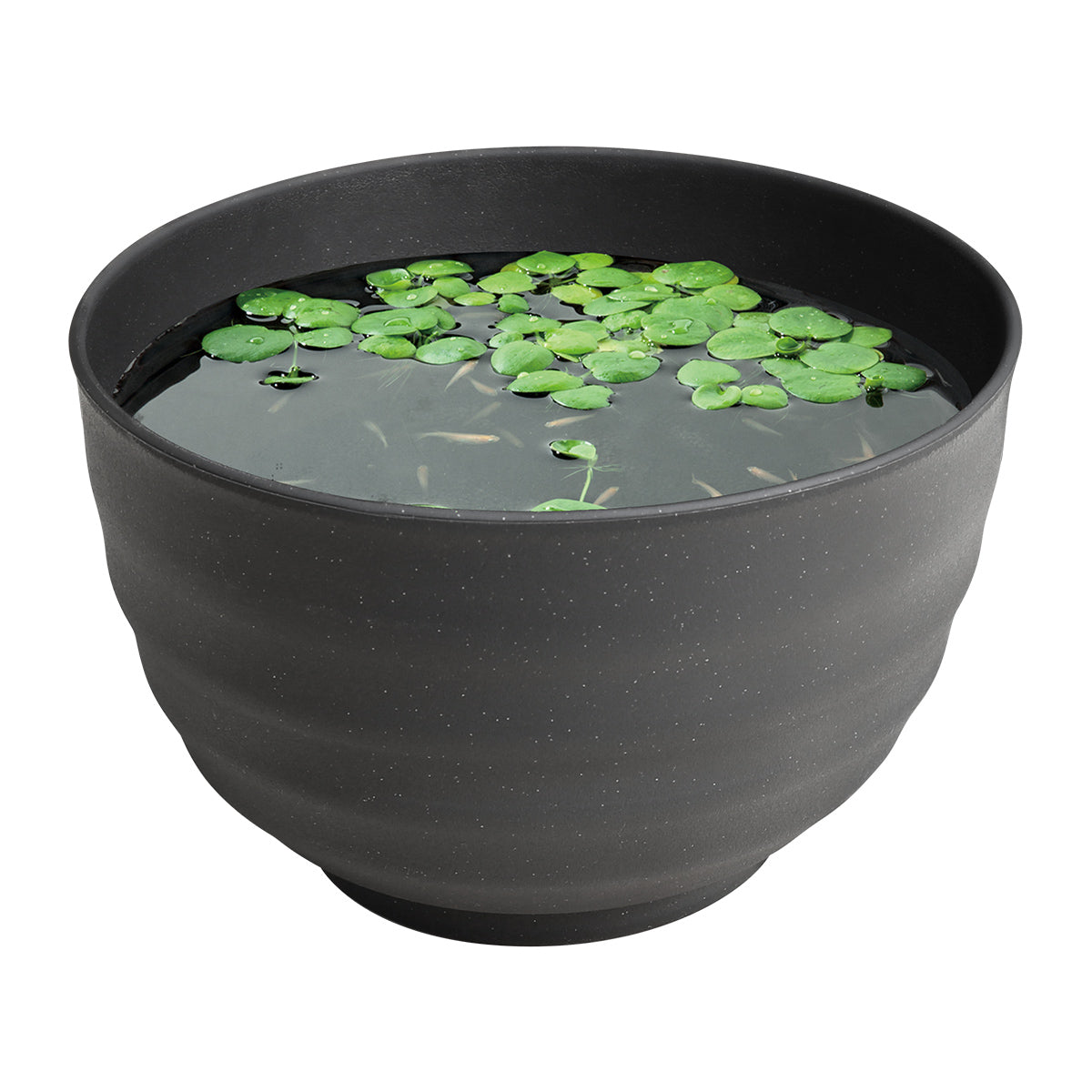 スドー メダカの雅小鉢 くろらめ×12鉢