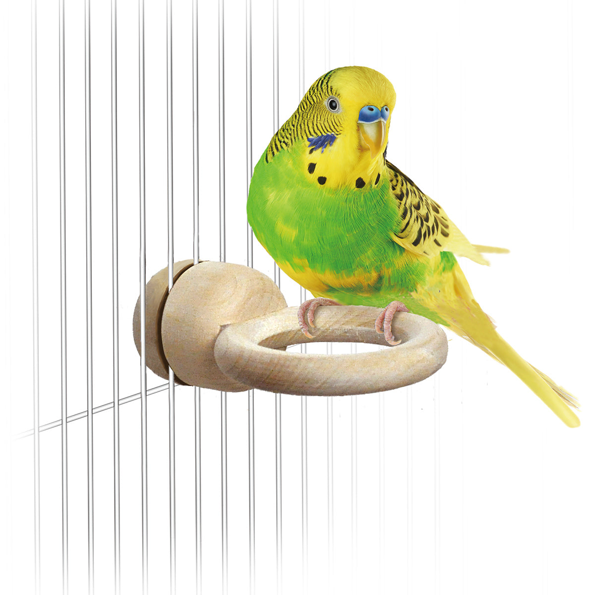 スドー 木製O型とまり木×12袋