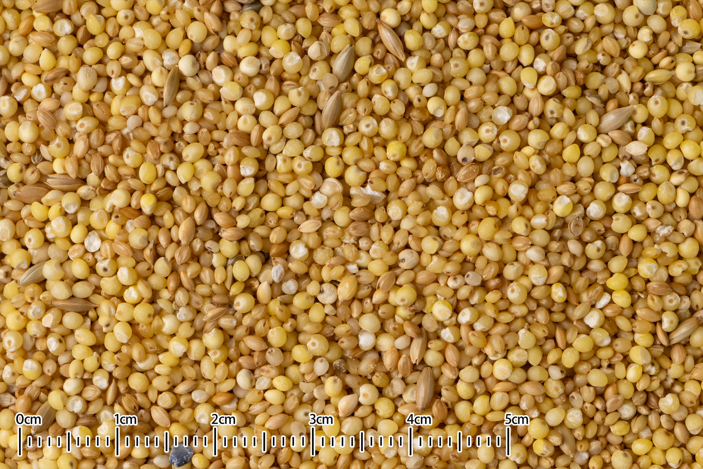 黒瀬ペットフード もぐもぐらんど ムキエサ(カワムキ)5kg×6袋